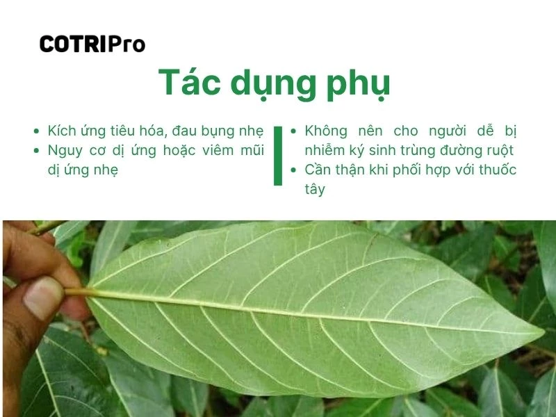 Tác dụng phụ lá sung khi ứng dụng