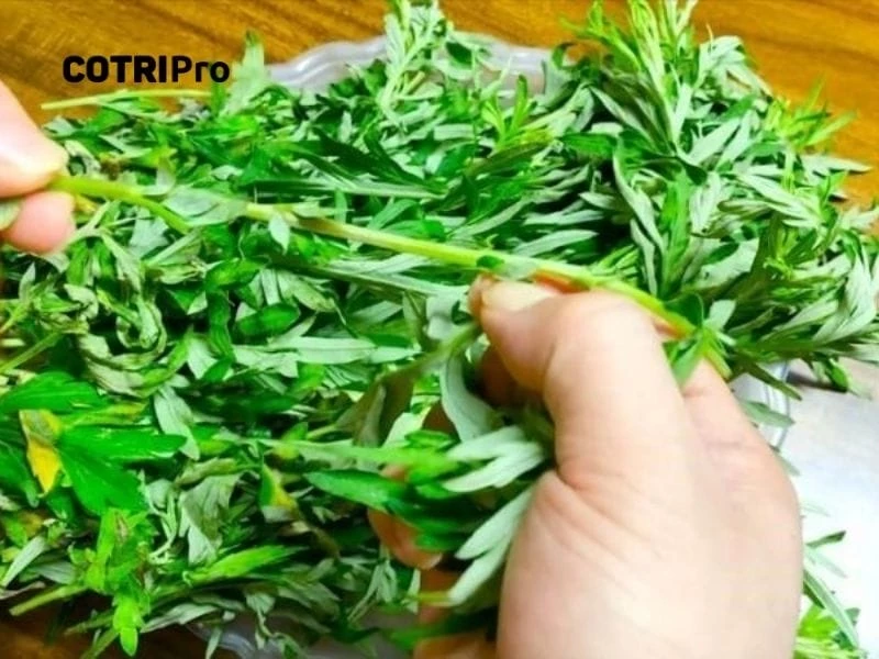 Rửa sạch ngải cứu trước khi sử dụng
