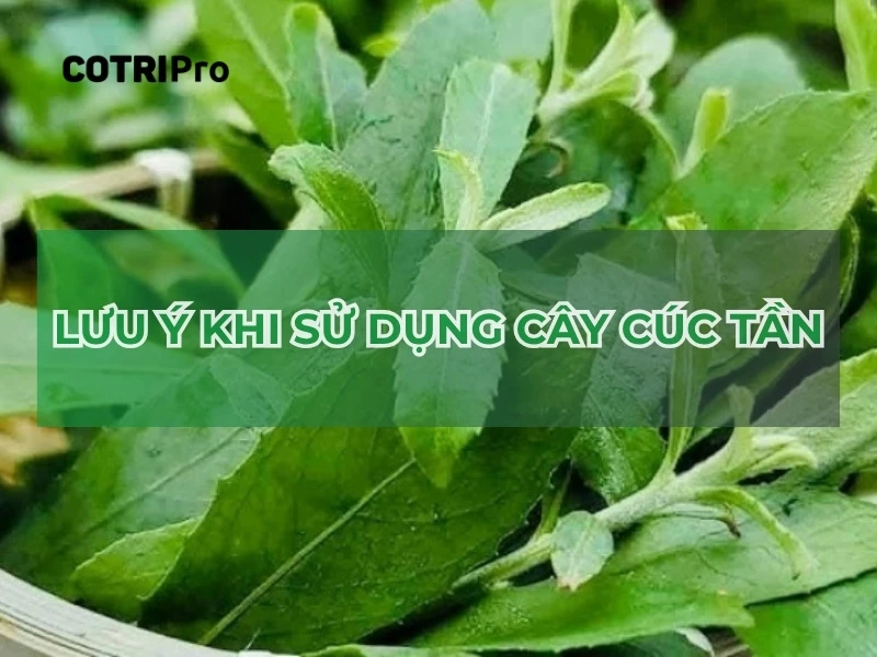 lưu ý khi sử dụng cúc tần trị bệnh