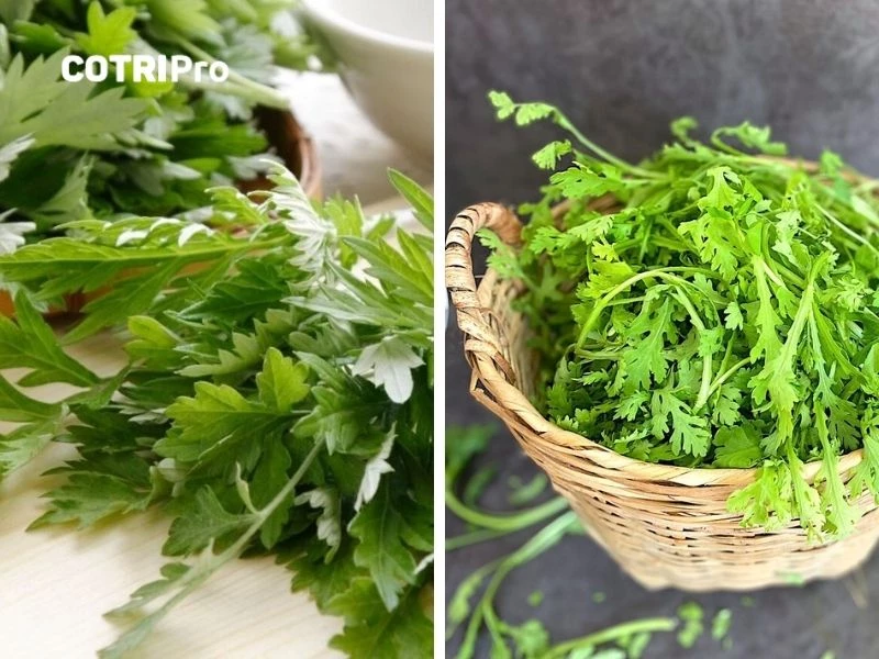 Ngải cứu thuộc họ Cúc