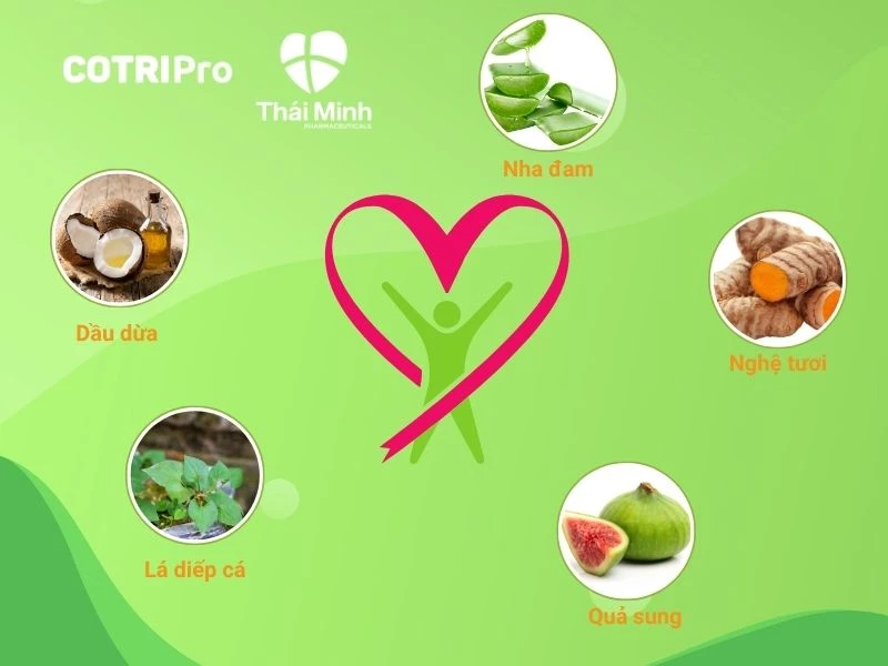 Thảo dược tự nhiên chữa trĩ