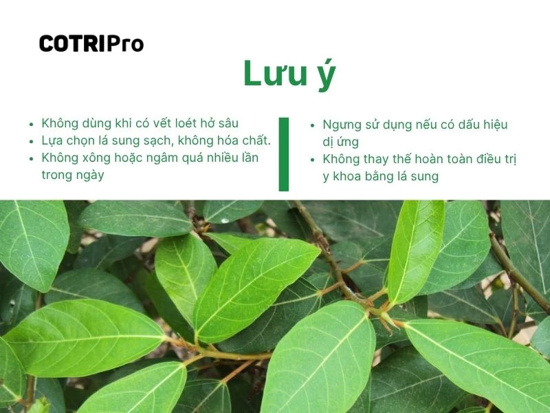 Lưu ý khi trị trĩ với lá sung