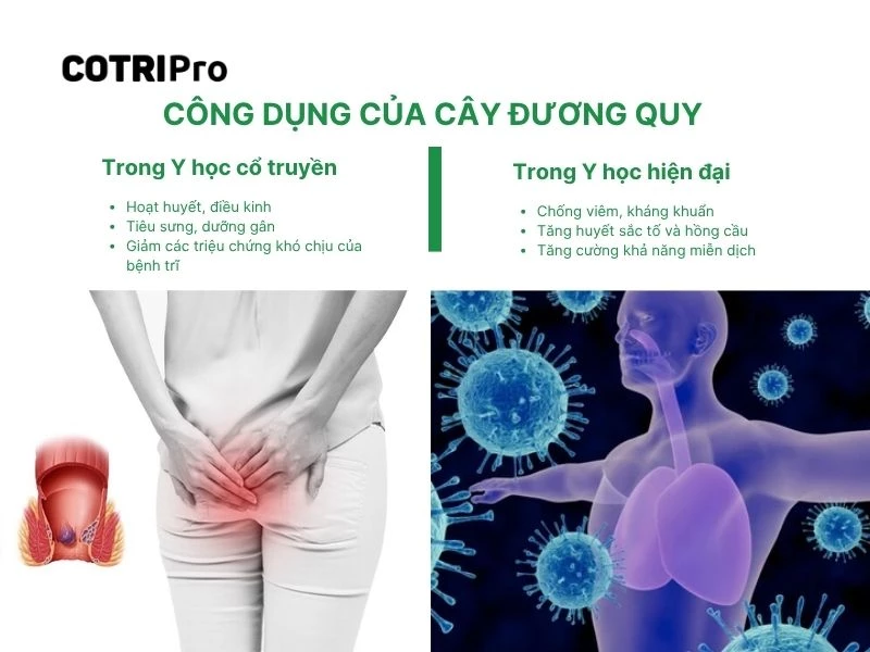 Đương quy với y học