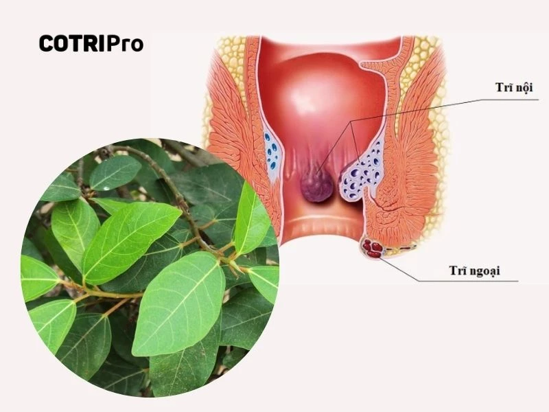 Lá sung giúp cải thiện hệ tiêu hóa, trị táo bón