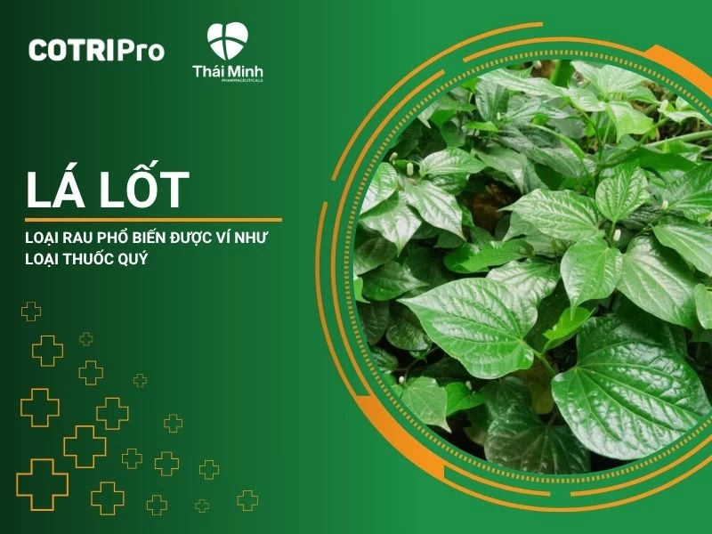 LÁ LỐT - LOẠI RAU ĐƯỢC VÍ NHƯ LOẠI THUỐC QUÝ