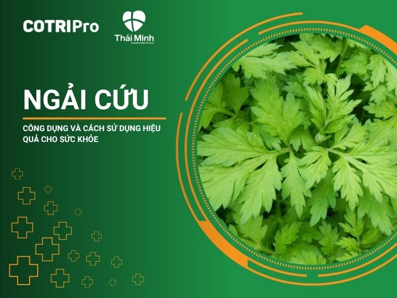Ngải cứu - Công dụng và cách sử dụng hiệu quả cho sức khoẻ
