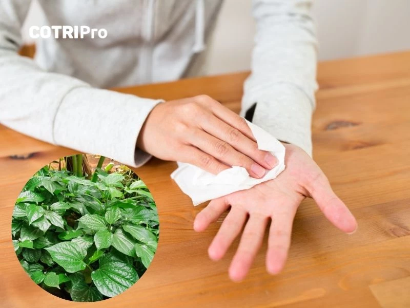 Lá lốt trị bệnh ra mồ hôi