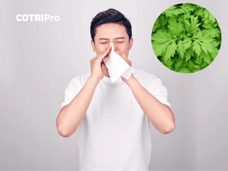 Ngải cứu trị cảm cúm