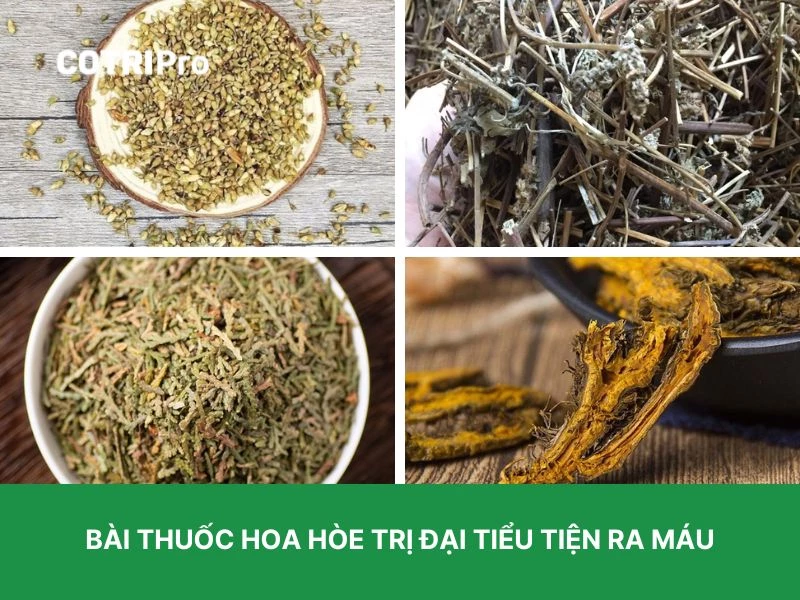 Hoa hòe chữa đại tiện ra máu