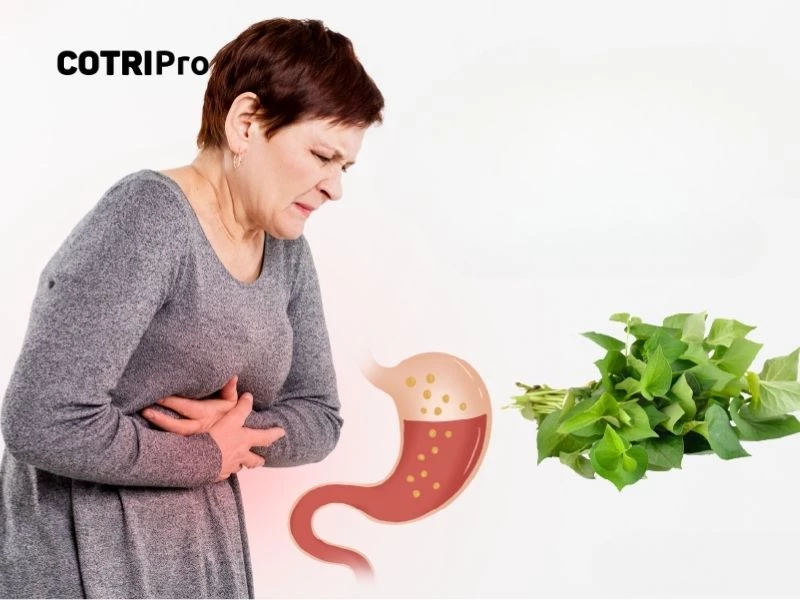Diếp cá trị bệnh đau dạ dày