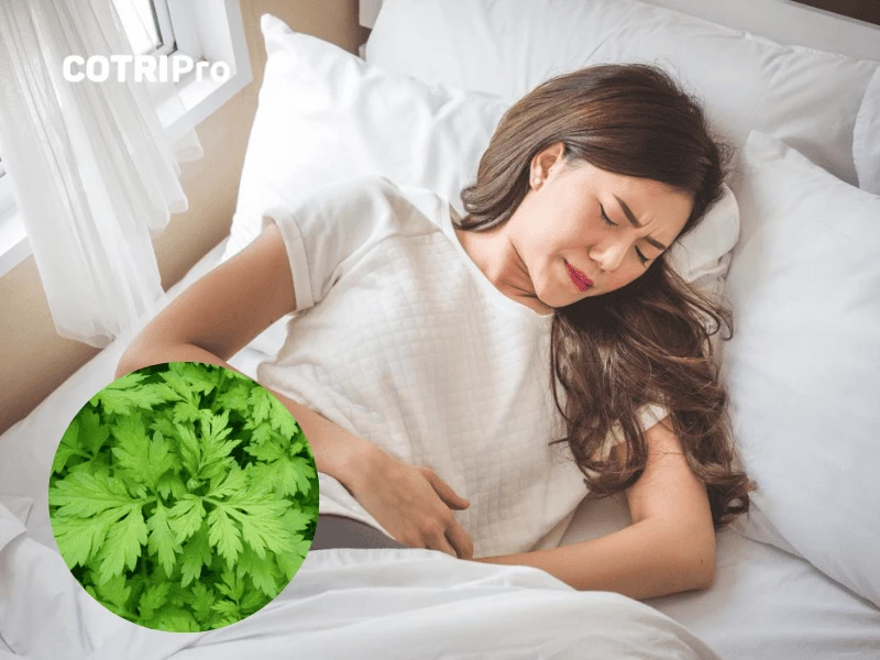 Ngải cứu trị đau bụng, loạn kinh nguyệt
