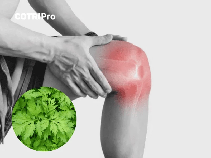 Ngải cứu trị đau nhức xương khớp