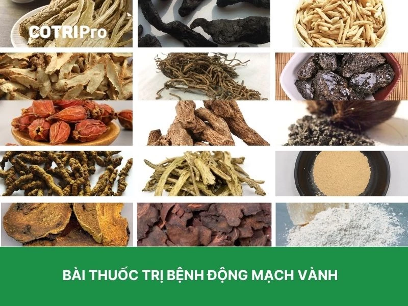 Đương quy trị động mạch vành