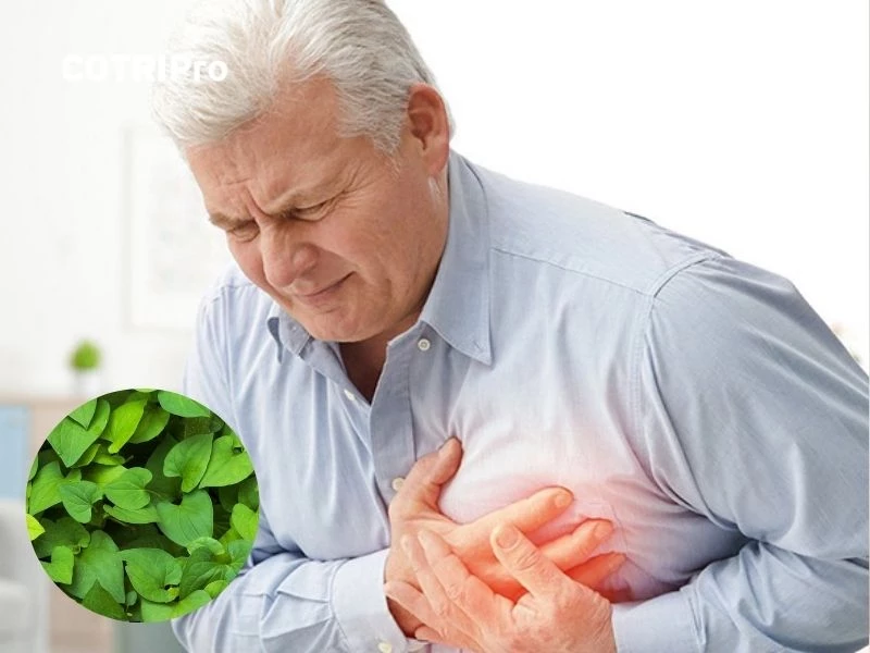 Rau diếp cá trị huyết áp cao