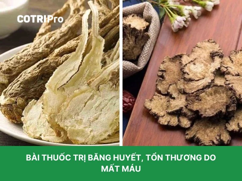  Cây đương quy trị mất máu