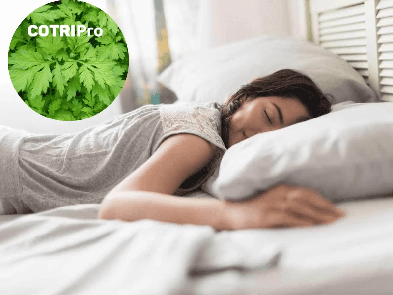 Ngải cứu trị mất ngủ