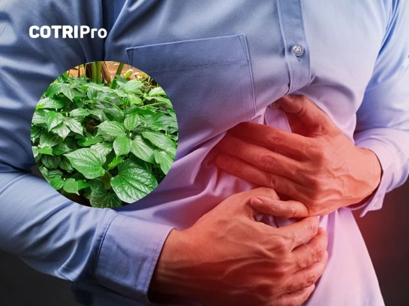 Lá lốt cải thiện tiêu hóa