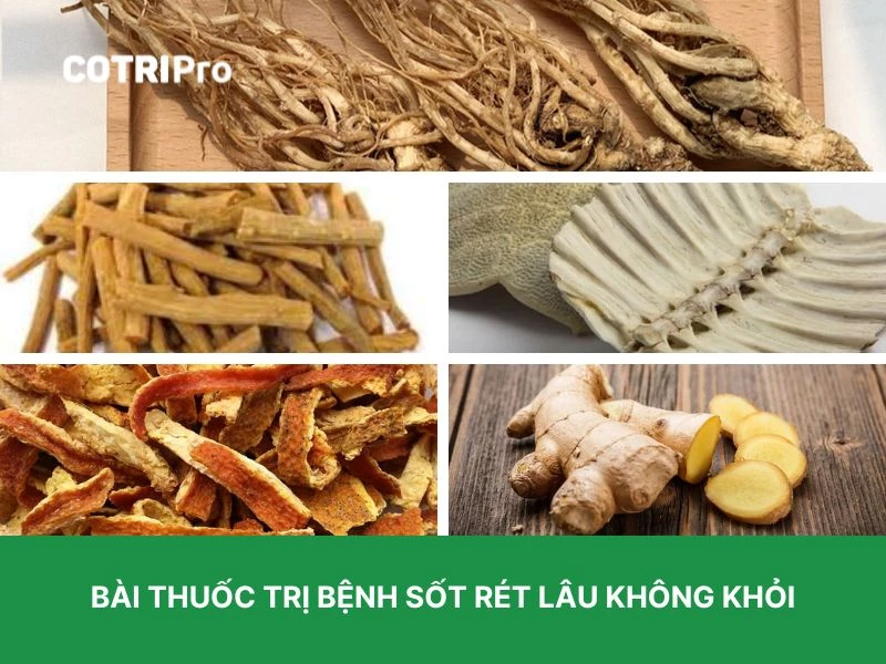 Đương quy trị sốt rét