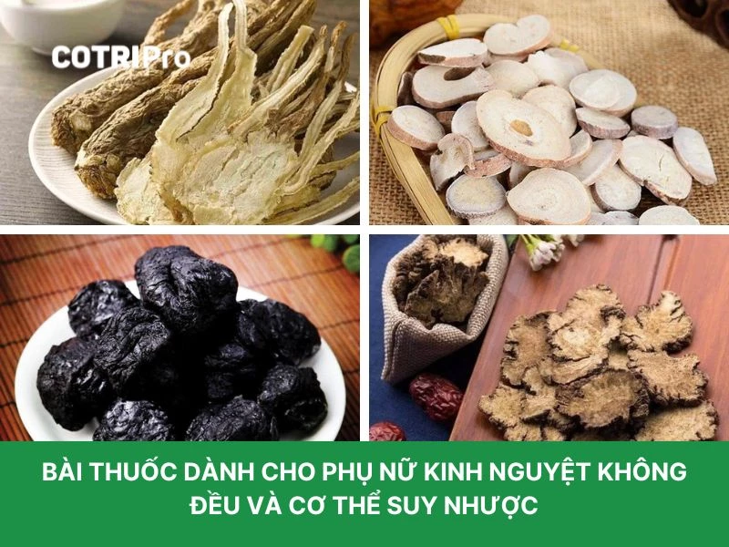 Đương quy trị suy nhược cơ thể