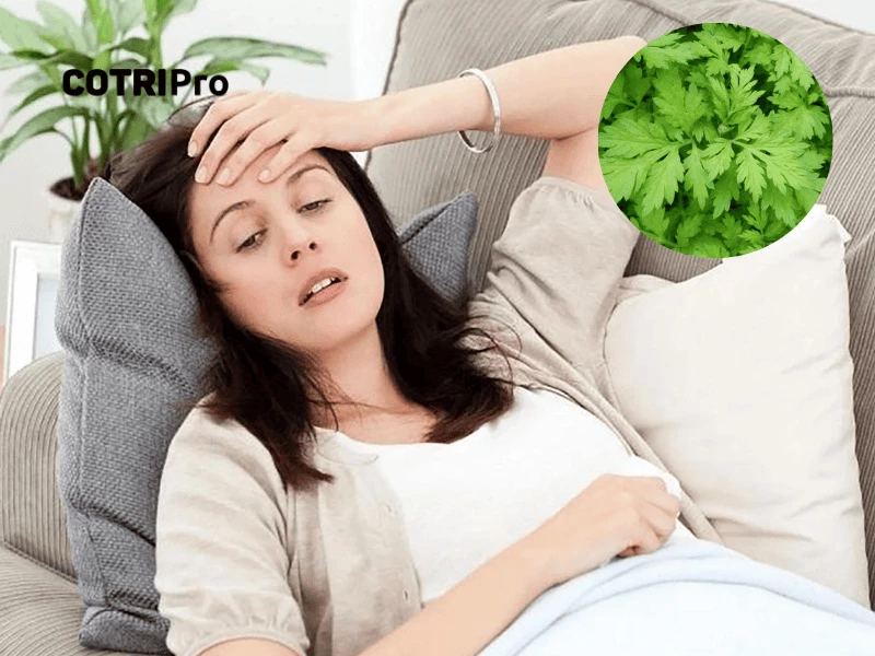 Ngải cứu trị suy nhược cơ thể