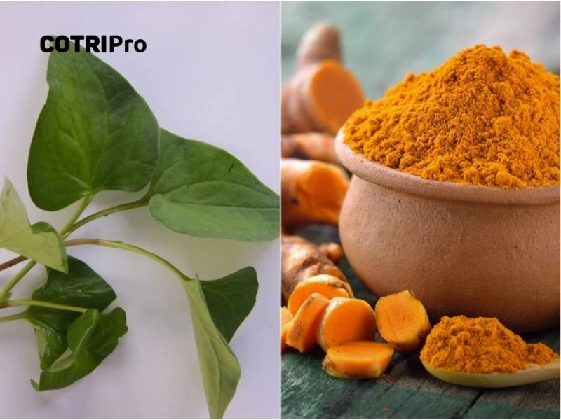 Diếp cá trị táo báo