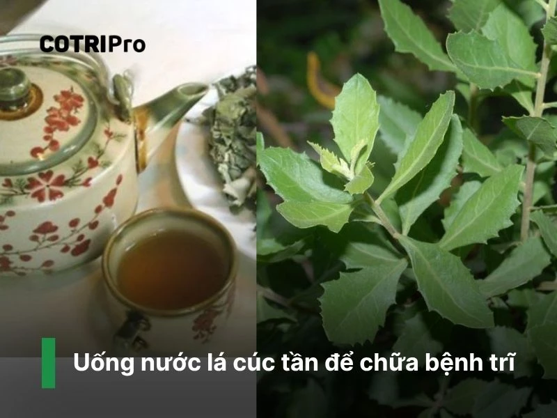 Nước cúc tần trị táo bón
