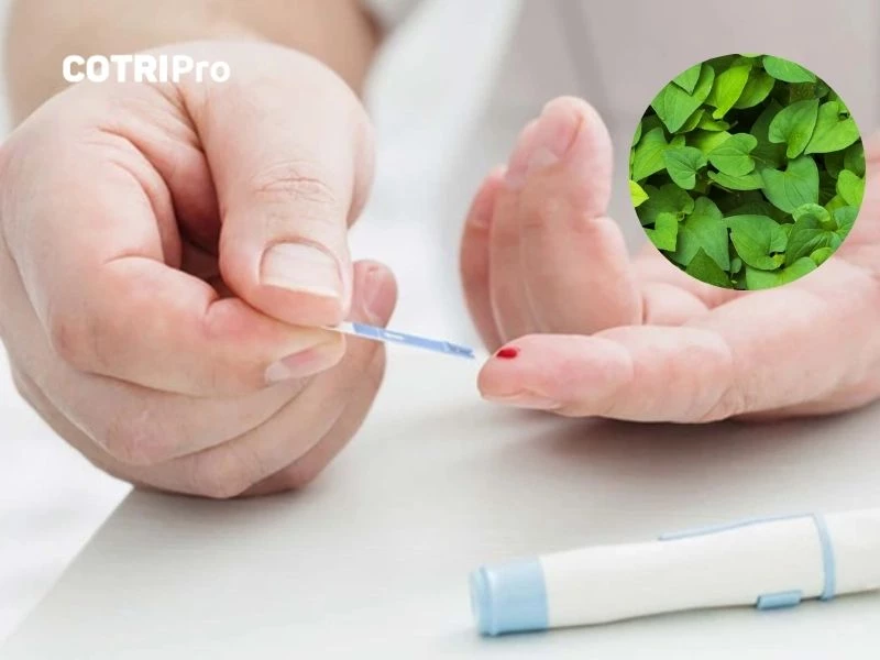 Diếp cá trị tiểu đường