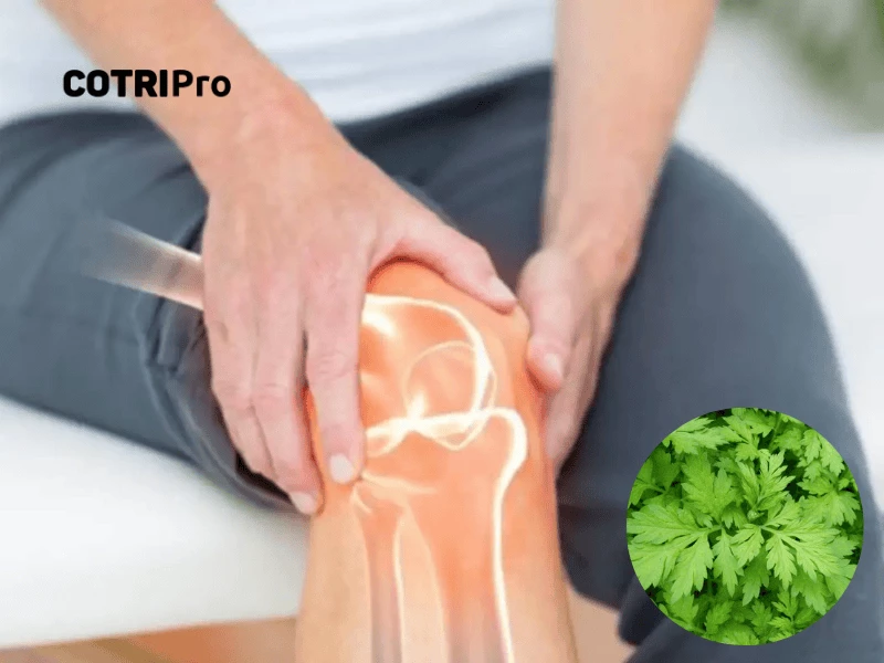 Ngải cứu trị tràn dịch khớp gối