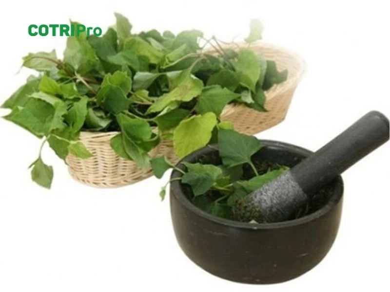 Đắp diếp cá trị bệnh trĩ