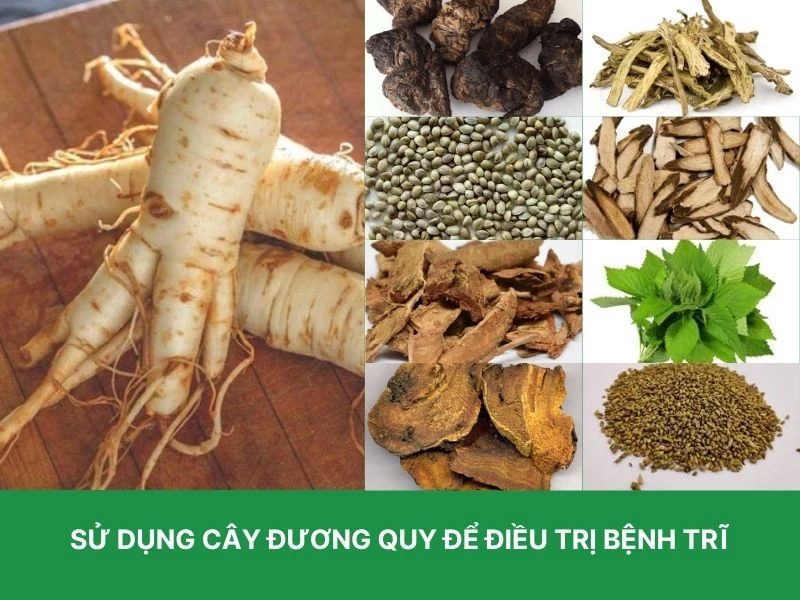 Bài thuốc đương quy trị trĩ 