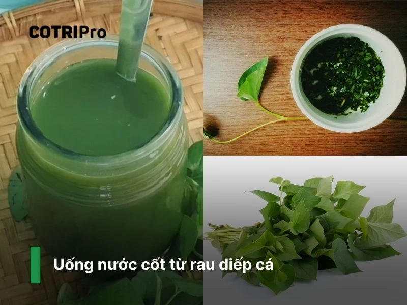 Nước cốt diếp rau diếp cá trị trĩ