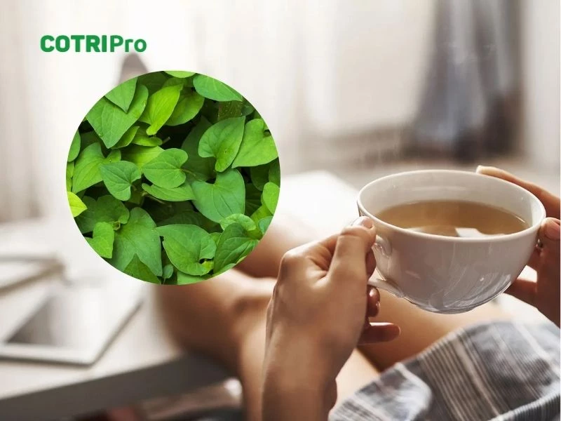 Uống diếp cá trị trĩ