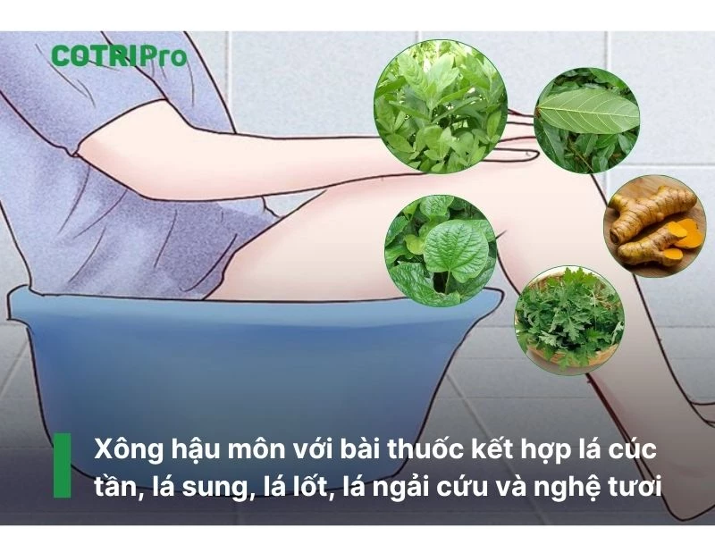 Các bài thuốc có cúc tần trị trĩ
