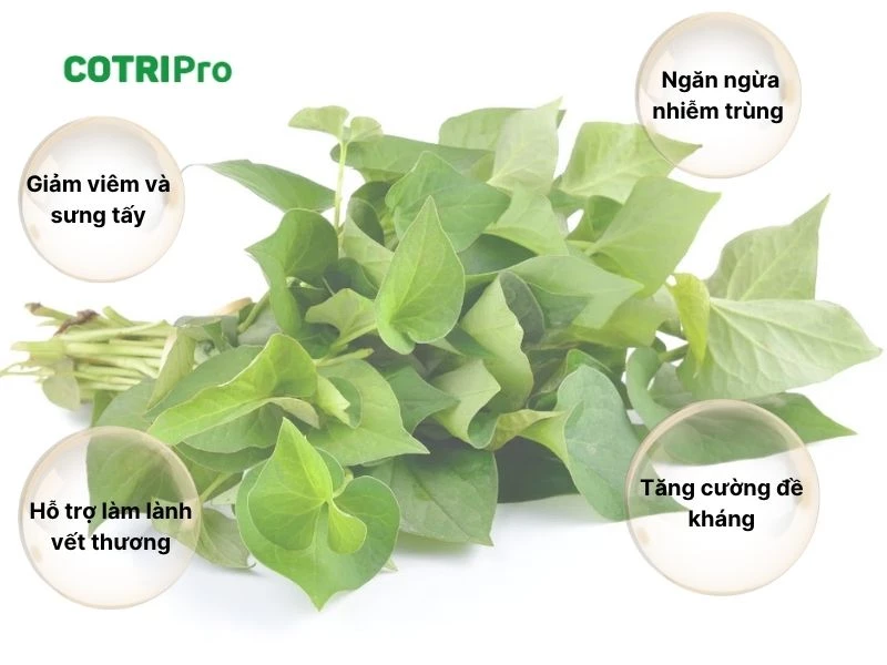 Diếp cá có công dụng trị trĩ