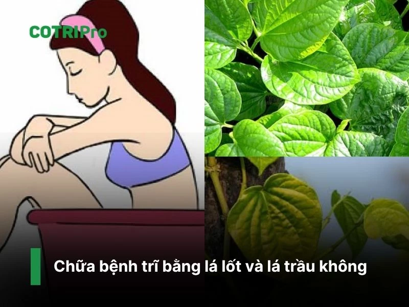 Lá lốt giúp kháng khuẩn chống viêm trị trĩ