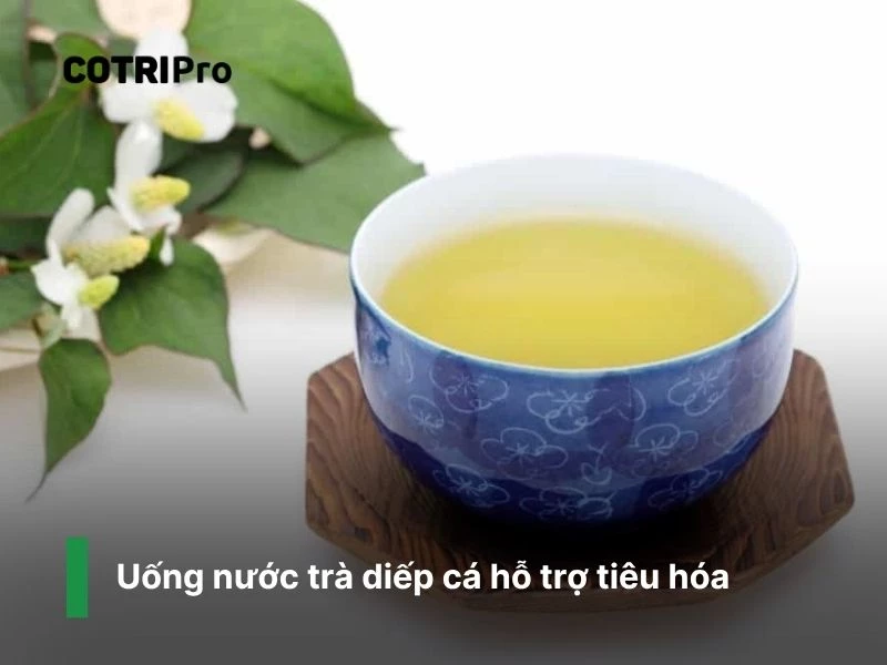 Trà diếp cá giúp đề kháng hậu môn
