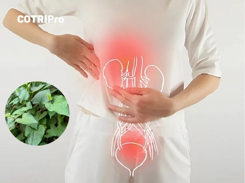 Diếp cá trị viêm đường tiết niệu