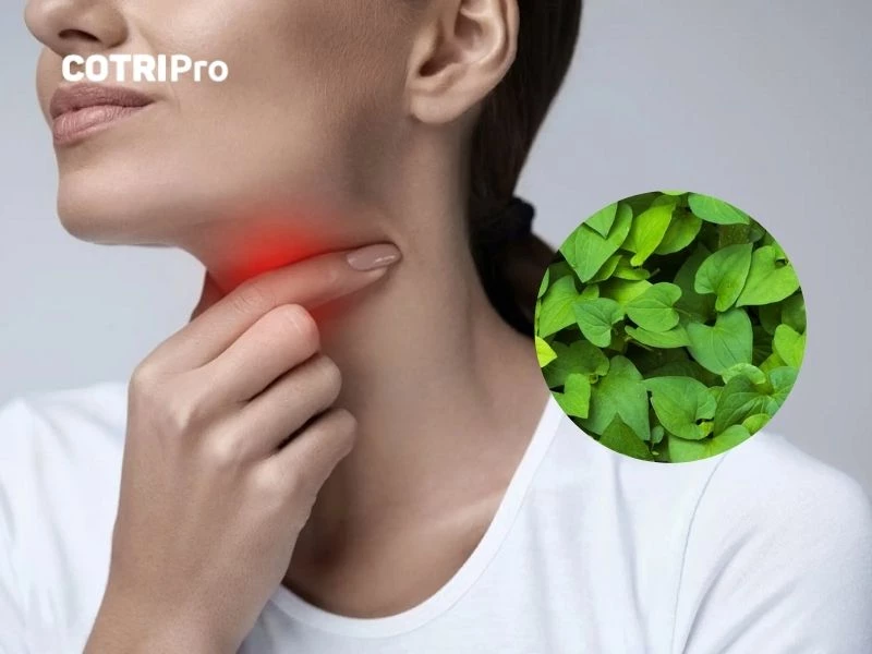 Rau diếp cá trị viêm họng
