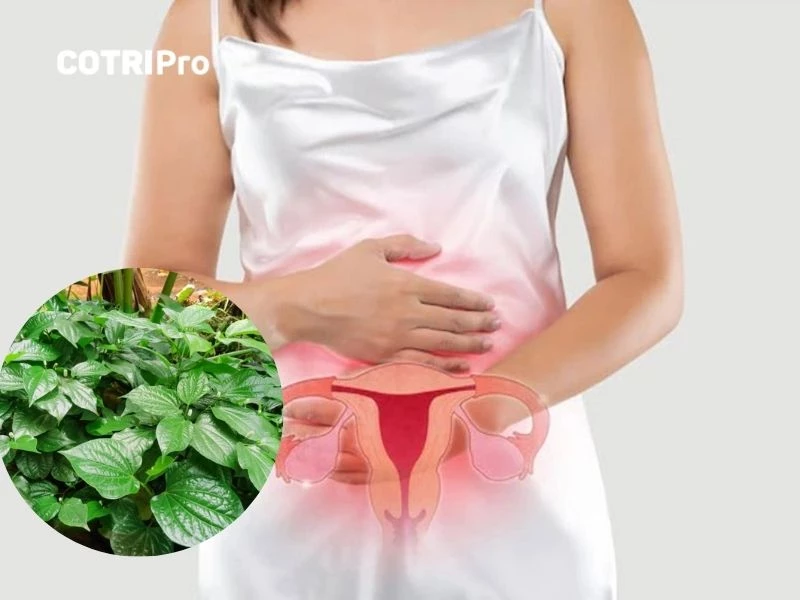 Lá lốt trị viêm nhiễm phụ khoa