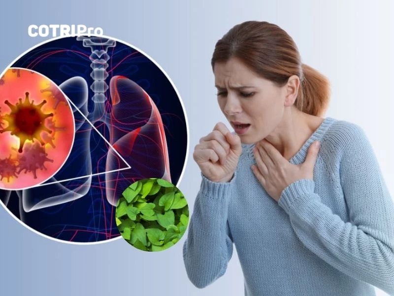 Rau diếp cá trị viêm phổi