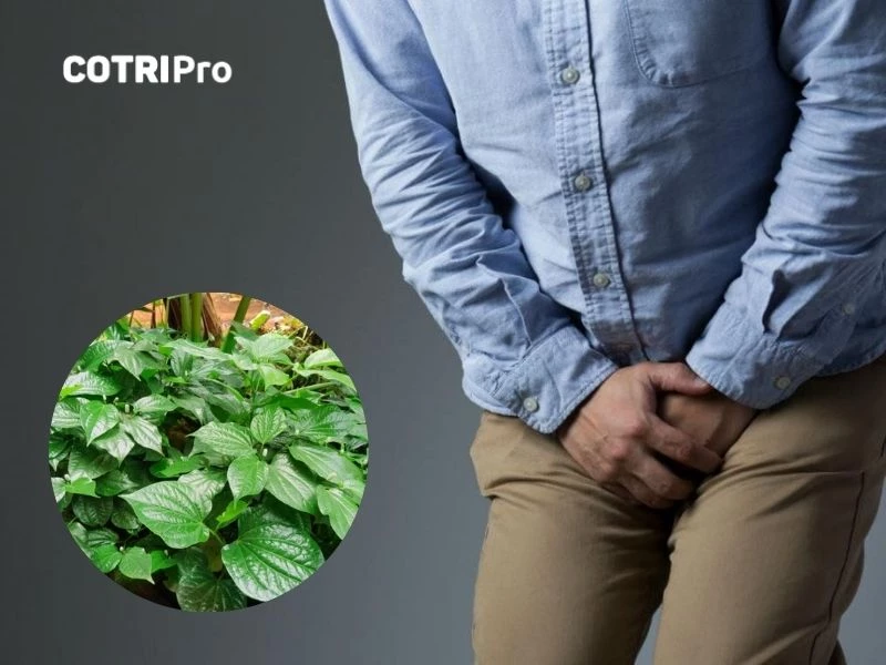 Lá lốt trị viêm nhiễm tinh hoàn