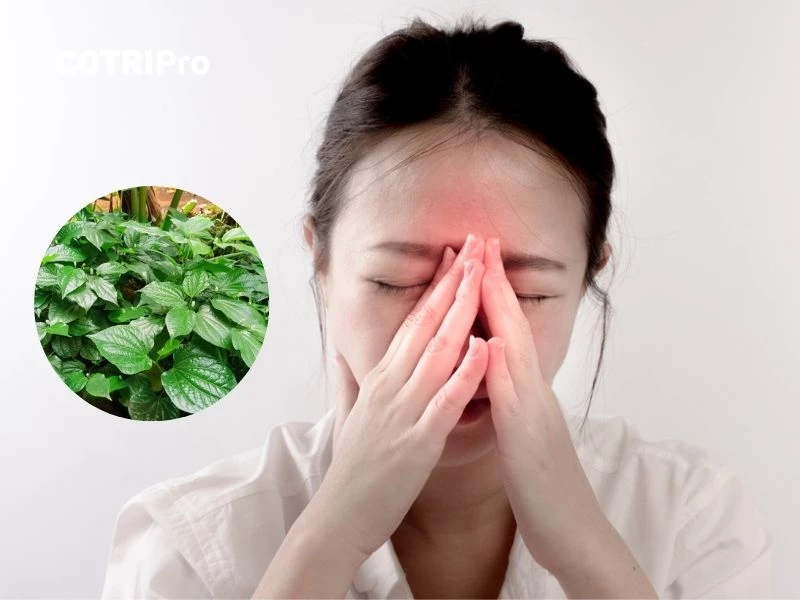 Lá lốt trị viêm xoang