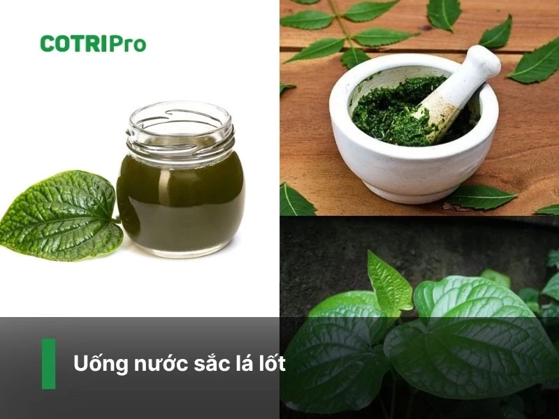 Ngừa táo bón với nước lá lốt