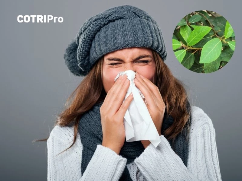 Lá sung hỗ trợ trị sốt, cảm cúm nhẹ