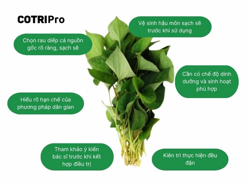 Cách sử dụng diếp cá an toàn trị trĩ