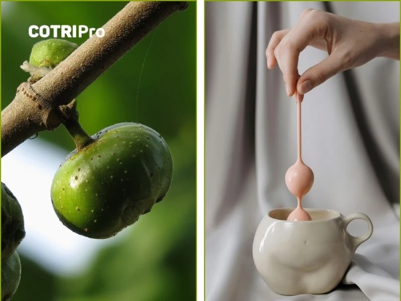 Xông hậu môn với quả sung cùng muối điều trị trĩ