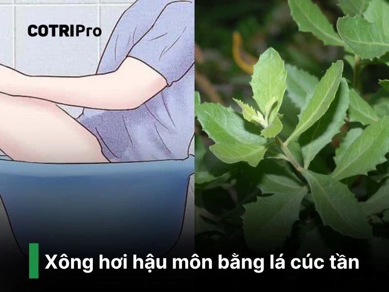 Cúc tần giúp điều trị trĩ