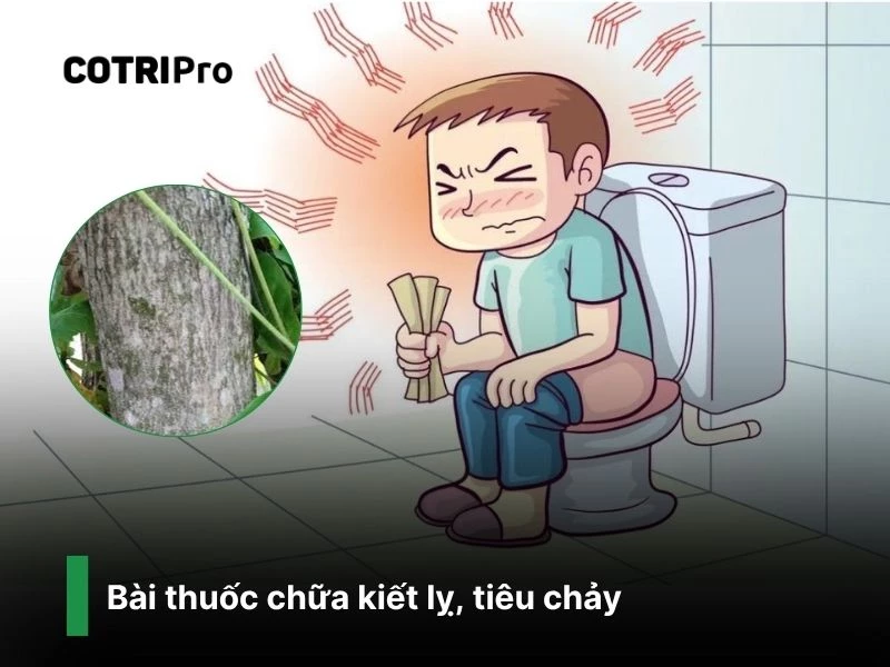 chữa rối loạn tiêu hóa với cây bàng