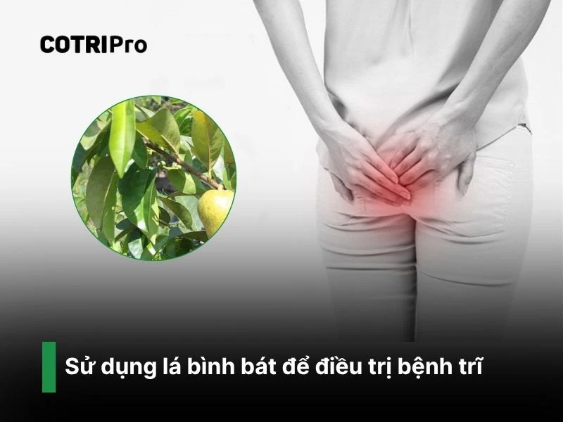 Điều trị bệnh trĩ với cây bình bát