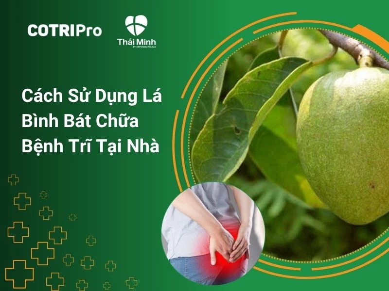Cây bình bát chữa trĩ tại nhà